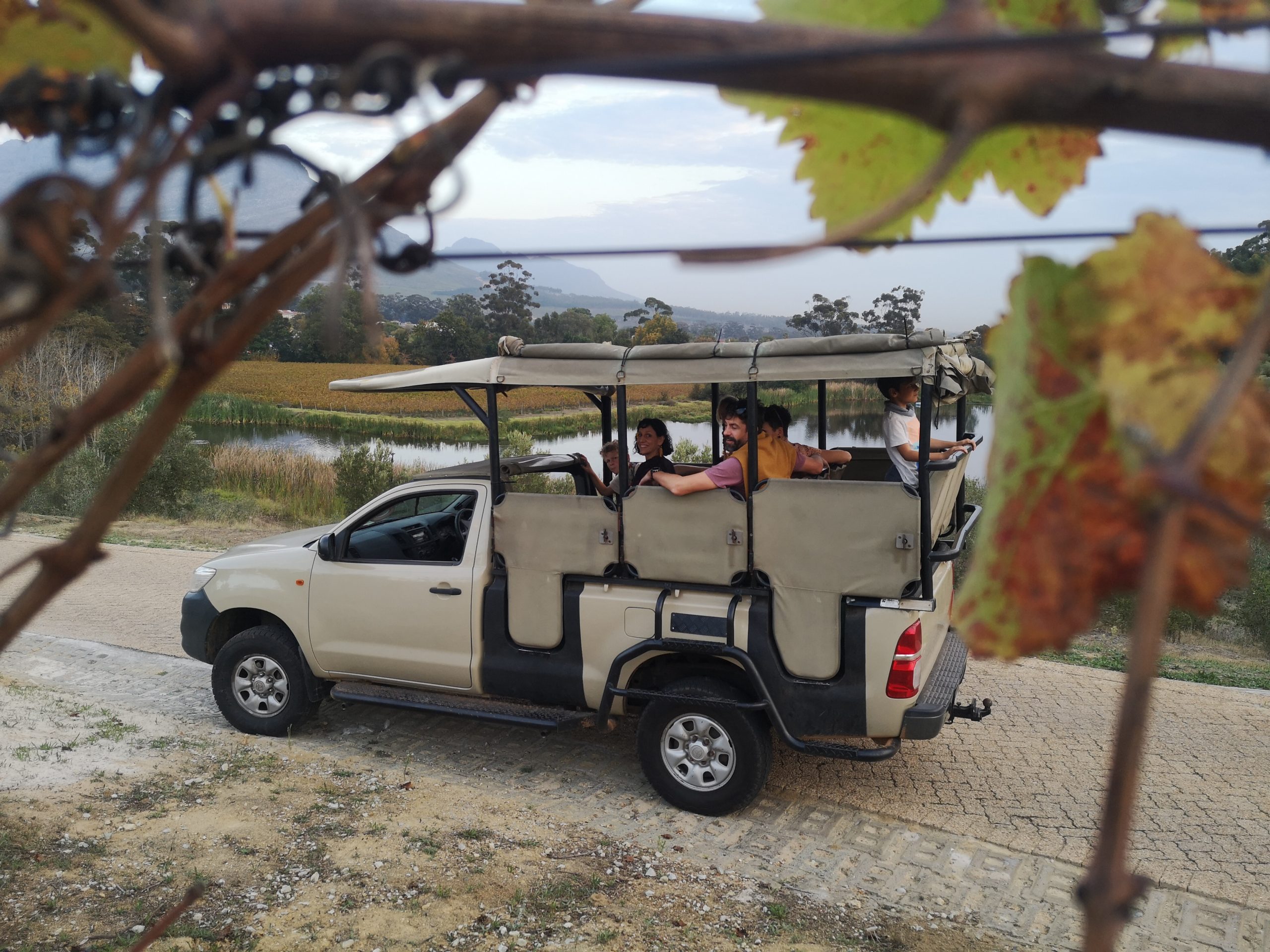 stellenbosch-wine-safari